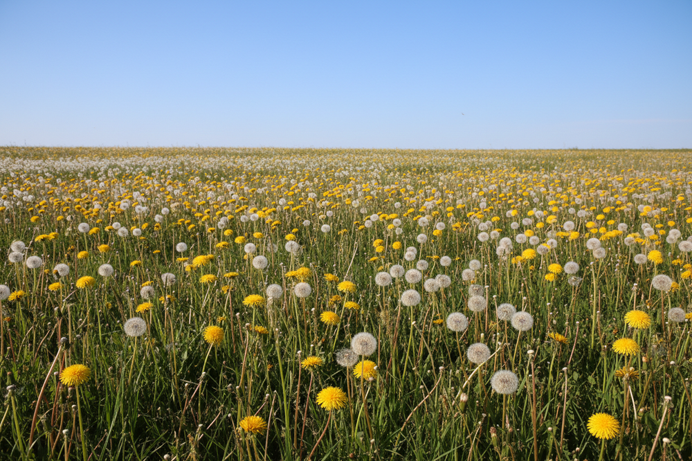 field of liver supporting dandelions