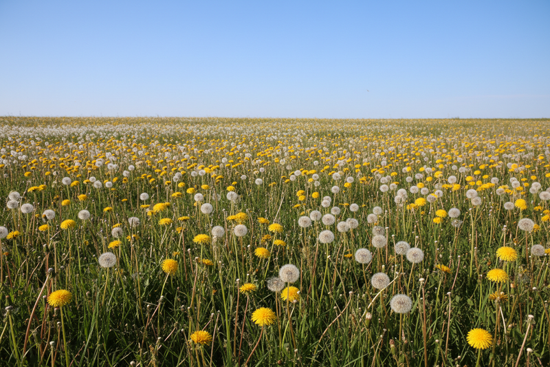 field of liver supporting dandelions