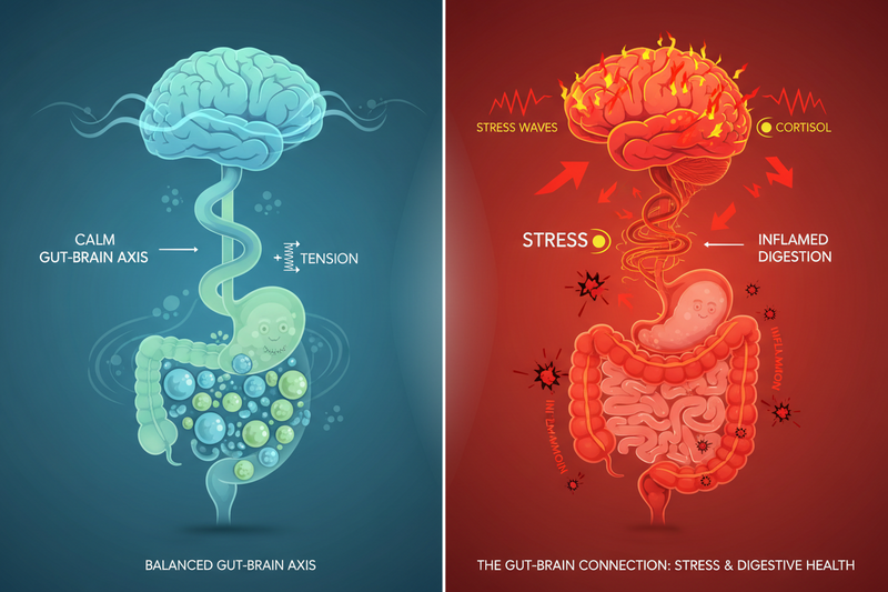 The Gut Is Not the Root Problem: What’s Really Behind Chronic Digestive Issues